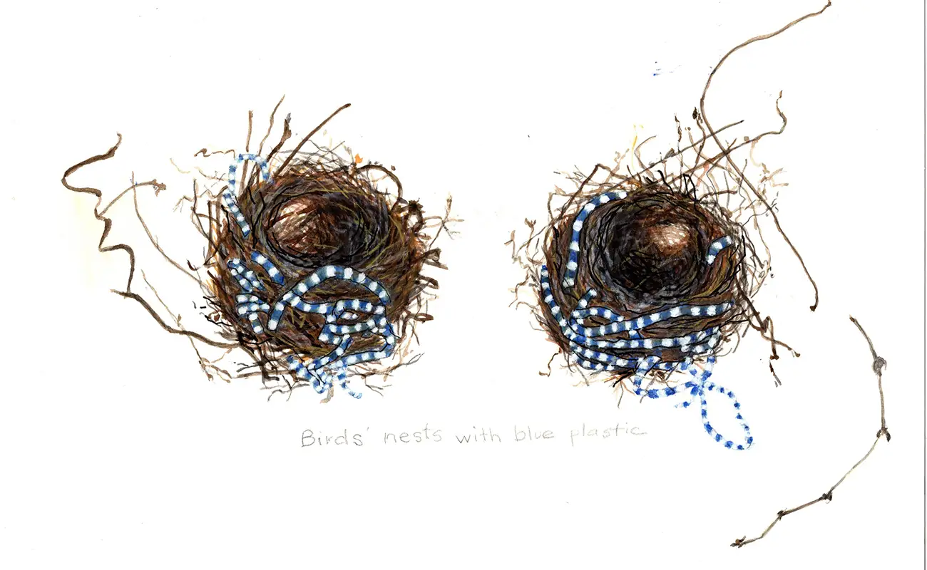 アン・キンジー・カレアッティ：水彩で見つめる、変わりゆく地球