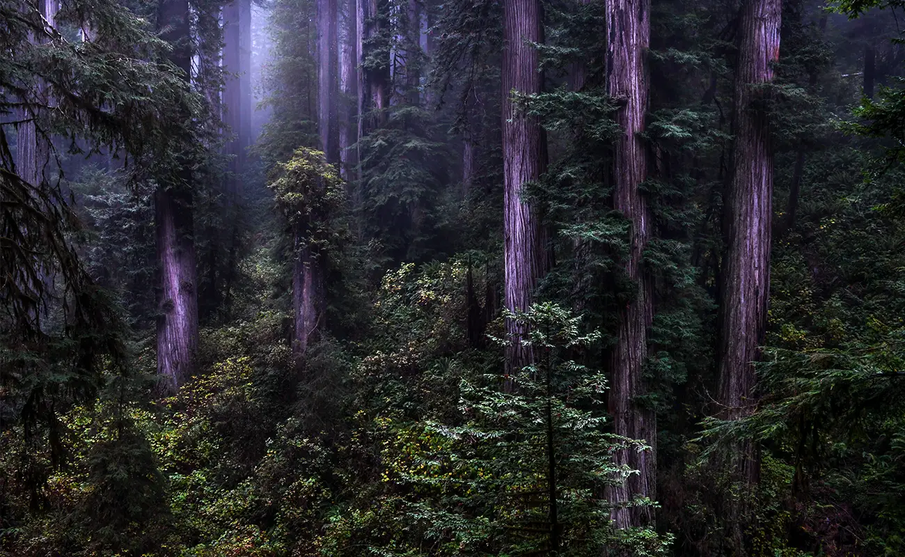 Ted Rigoni: Precision Trained, Emotion Driven