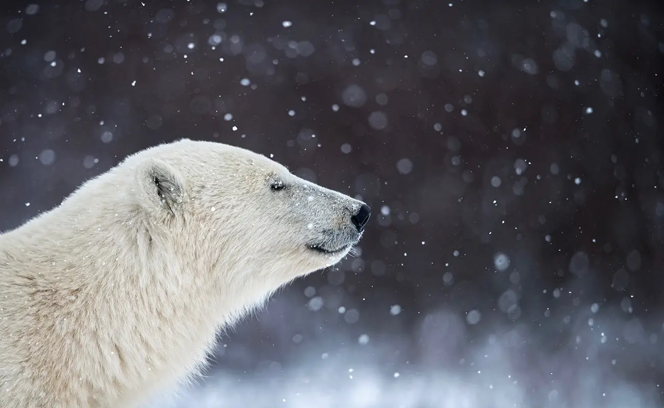 Marcello Galleano: Framing the Wild with Quiet Intensity