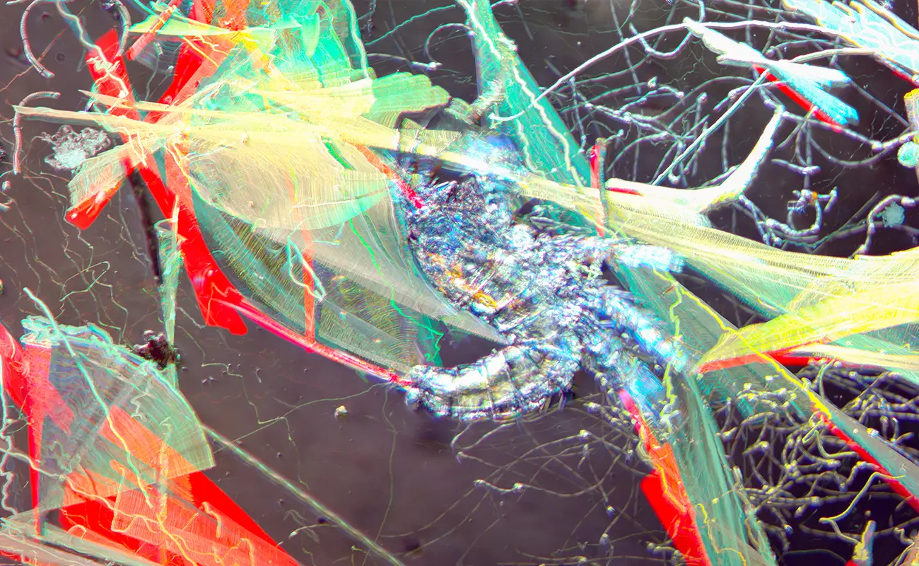 Jess Holz: The Strange Beauty of Microscopic Collapse